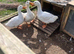 Aylesbury drakes