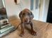 Stunning Isabella KC registered Doberman puppies