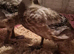 Harliquin ducklings