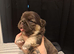 French bulldog puppys