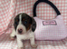 Miniature dachshund puppies 1 girl left