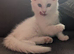 Maine coon cross
