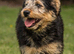 2 stunning Shepadoodle girls