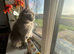 Female British Shorthair