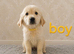 Beautiful Golden retriever puppies from health tested parents