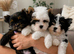 2 Beautiful Yorkshire Terrier Boys – Ready Now