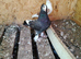 A few young looking for a new home