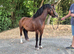 Stunning 3-Year-Old Bay Gelding