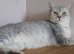Stunning British shorthair female