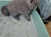 British Shorthair Female for Sale &zwj;