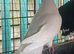 3 fantails