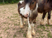 Chaps registered yearling