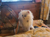 Persian kittens