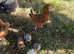 Bantum dorking cross and 3 chicks