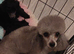 Poodle Cross Puppy Male