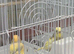 Male and Female Cocktail for sale.