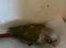 Conure