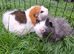 Small animal boarding services