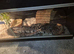 Ball pythons