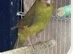 Proven breeding pair of kakarikis