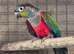 Crimson conure
