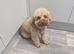 Female cavapoo