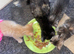 Male kitten