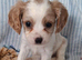 Cavapoo F1B ready now 2 boys available
