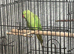 Zazu the ringneck