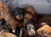 Beautiful Baby dachshunds