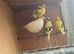 4 Fife canaries for sale