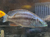 Malawi eye biter cichlids