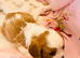 KC REGISTERED CAVALIER KING CHARLES SPANIEL