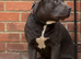 Stunning Blue Staffordshire Bull Terrier