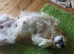 8 year old Golden Retriever