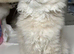 Stunning Lilac Golden male  for rehoming