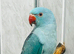 Baby Blue Indian Ringneck Talking Parrot