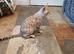 Beautiful TICA Registered Bengal Kittens.