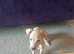 Two delightful Italian Greyhound male puppies