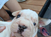 French bulldog big ropes