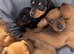 Beautiful Baby dachshunds
