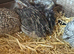 5 Weeks Quails