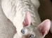 Cornish Rex Kittens &ndash; Ready Now