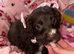 Cocker spaniel female puppy