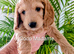 6 week old outstanding full DNA tested Cockerpoo puppies