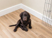 Champion bloodline F1B male chocolate sprocker pup. Ready to leave now