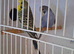 Pair of female budgies