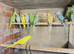 Ringnecks