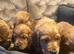 Cocker spainal puppys
