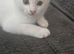 2 white male kittens ready to go to their forever homes!!!